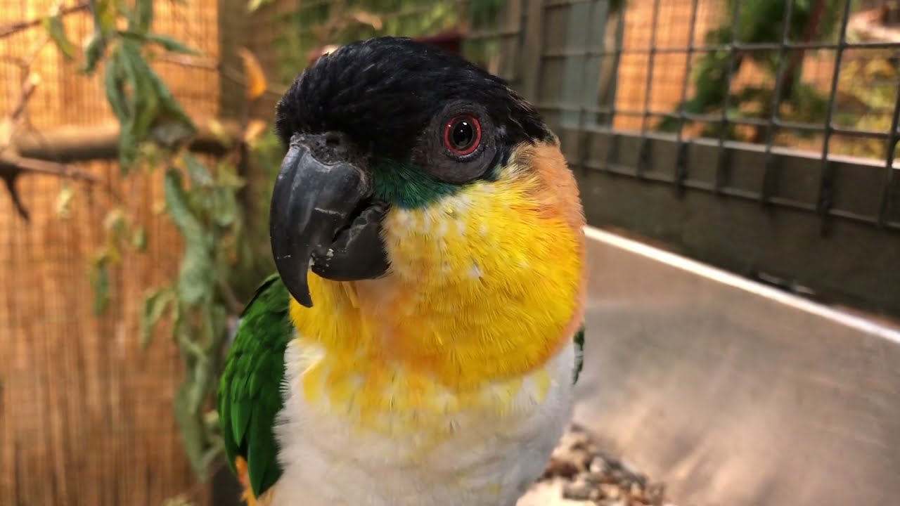 Bird Show Exhibition | Koege Bird Association, Denmark 2021 | aviary birds
