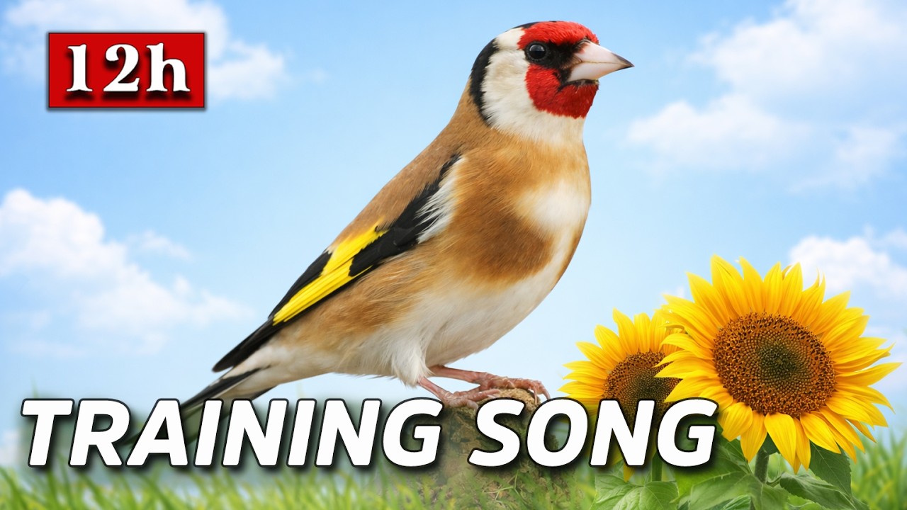 12h Goldfinch The Best Training Song - Singing New Maestro Champion