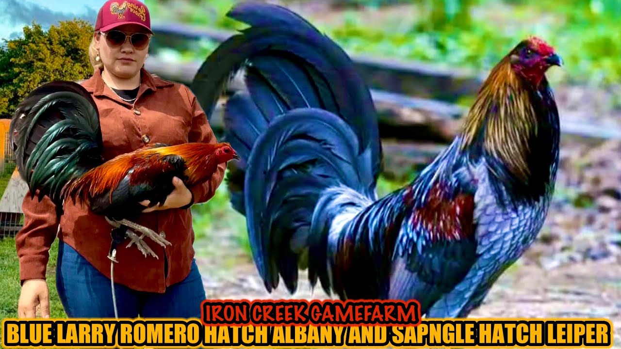 Blue Larry Romero Hatch Albany And Spangle Hatch Leiper ~ IRON CREEK GAMEFARM