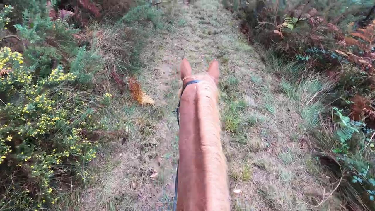 Oh no, another prickly path!