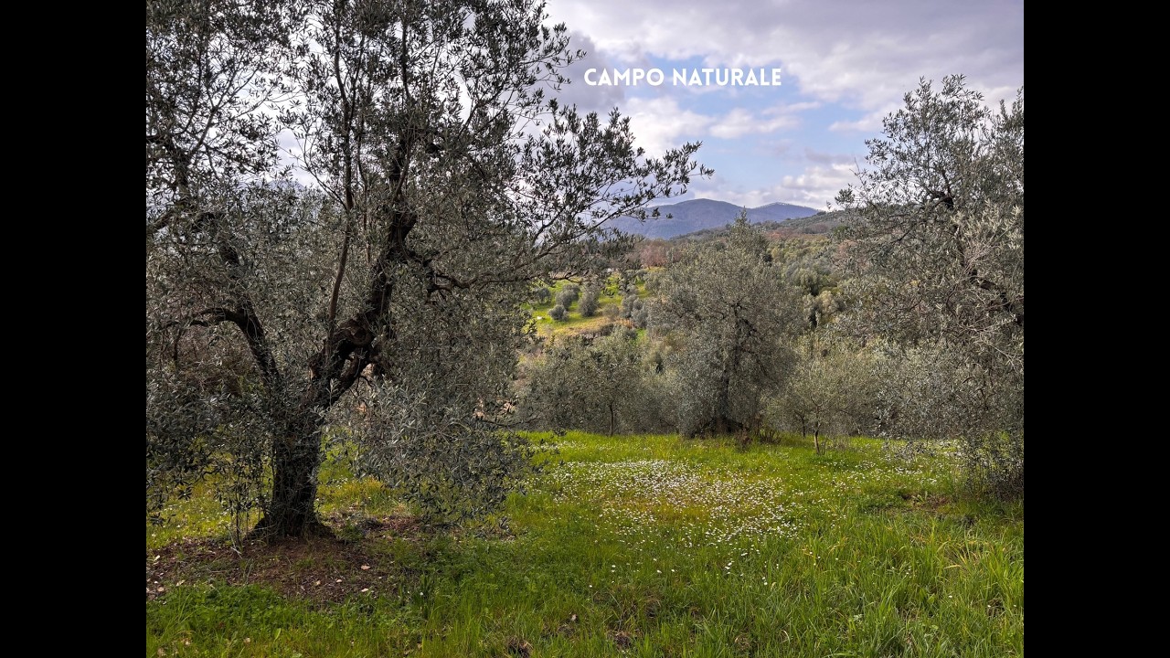🏡 QUI NON COSTRUISCI: QUI PRODUCI. ULIVETO IN VENDITA IN MAREMMA