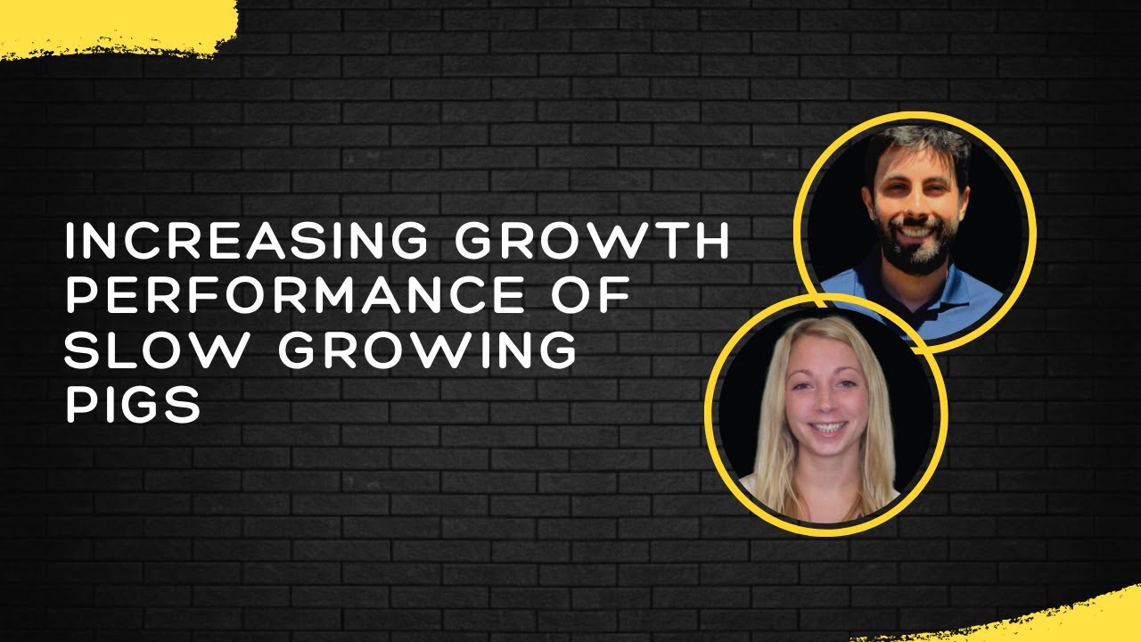 Increasing growth performance of slow growing pigs - Dr. Sadie Douglas