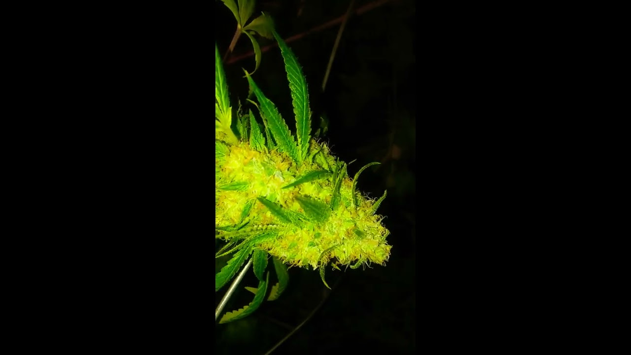 FULL INDICA 