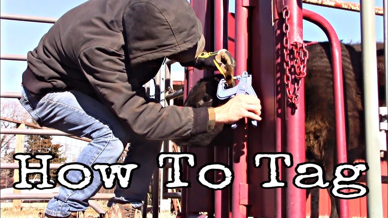 How To Apply A Ear Tag To Cows/Calves