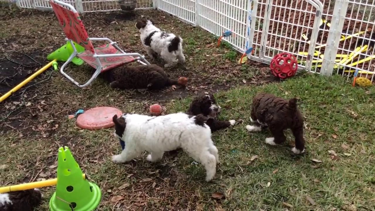 Spanish Water Dog puppies