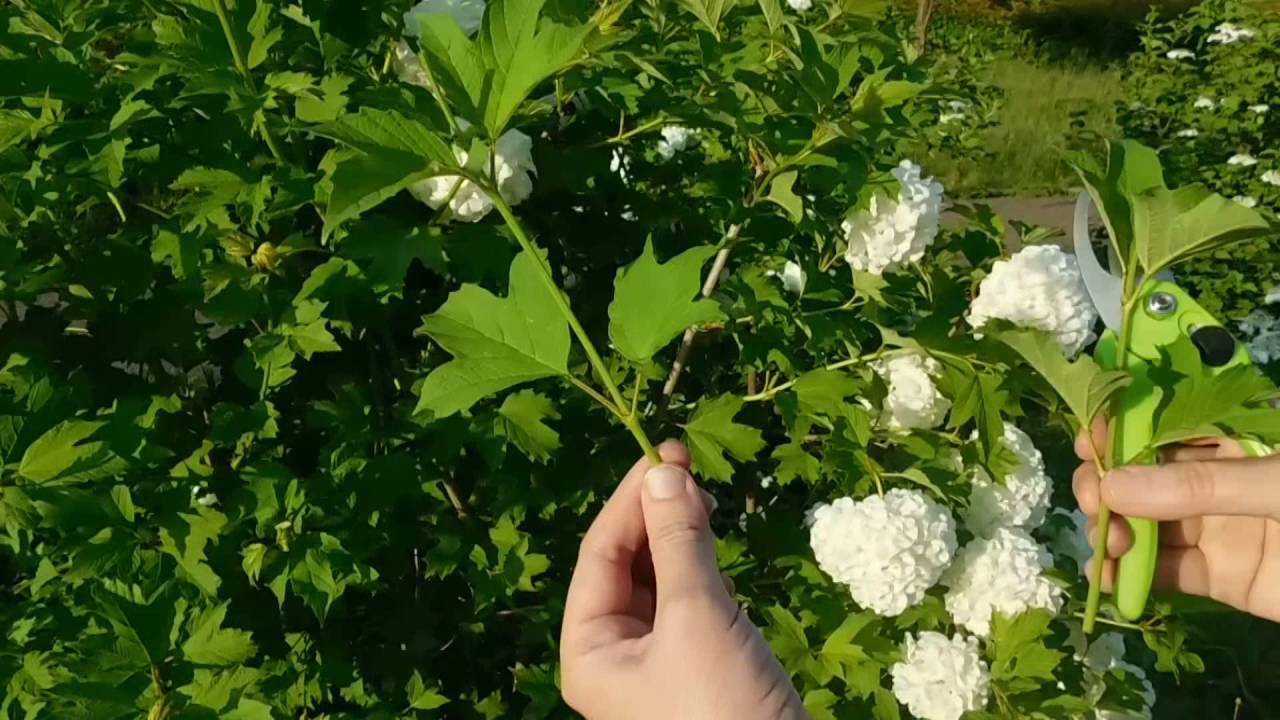 Бульданэж ! Снежные шары ! Выращивание и уход.