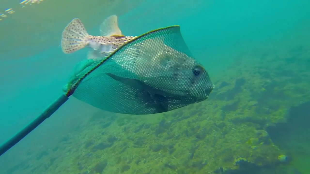 A Short Documentary about the Pufferfish (fixed)