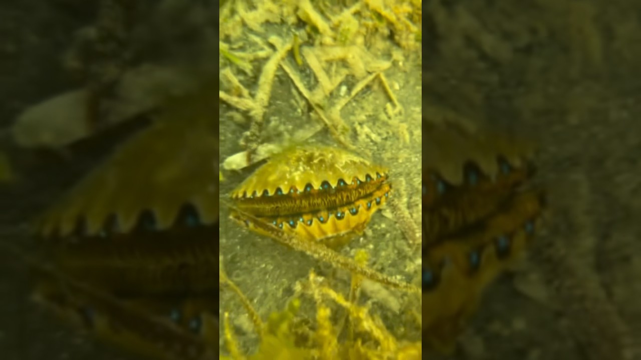 Sea Scallop vs Bay Scallop!