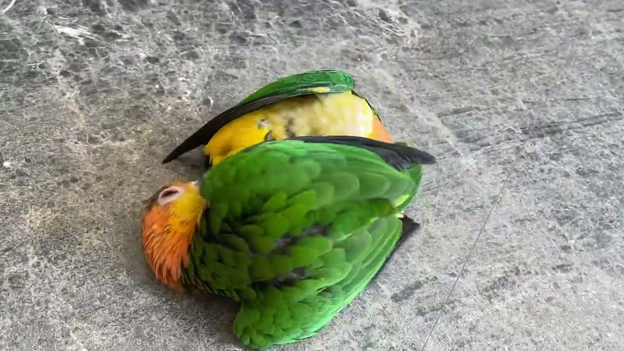 Caique parrot wrestling | JC124
