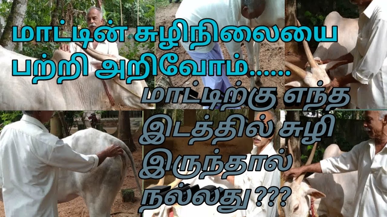 மாட்டின் சுழிநிலையை அறிந்துக்கொள்வோம்