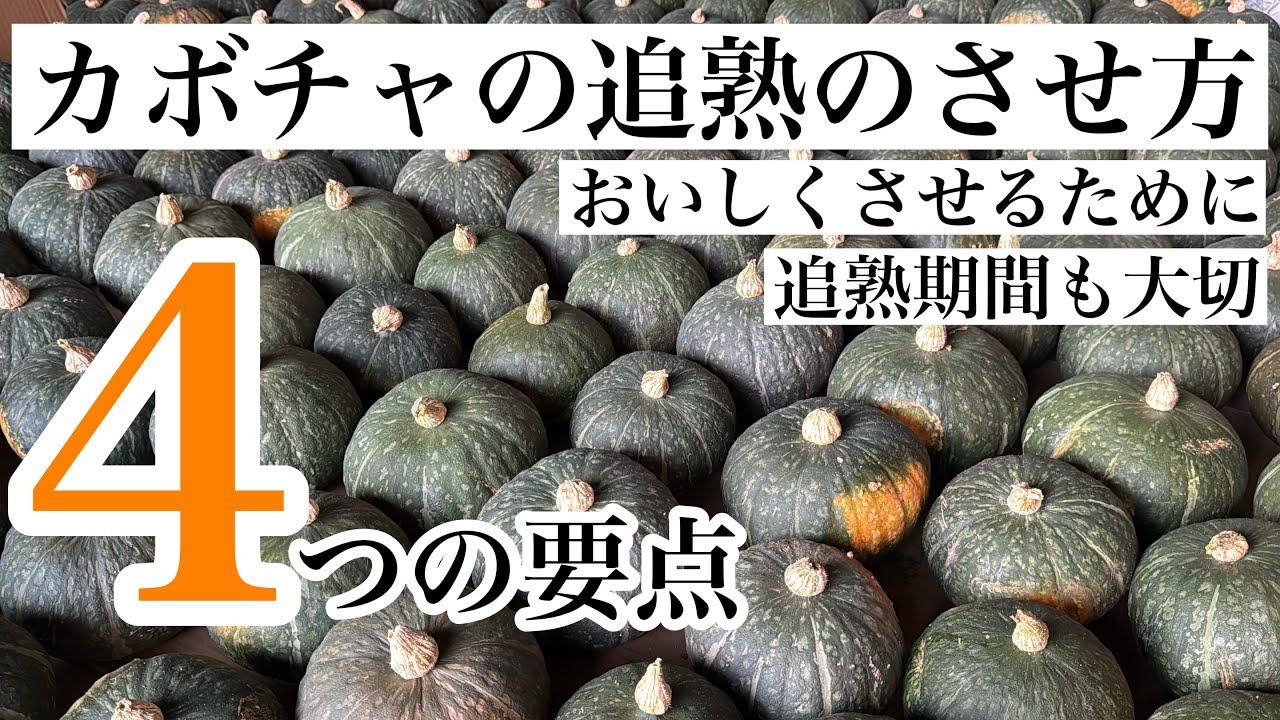 カボチャ🎃追熟方法のはなし。追熟カボチャは売れます。