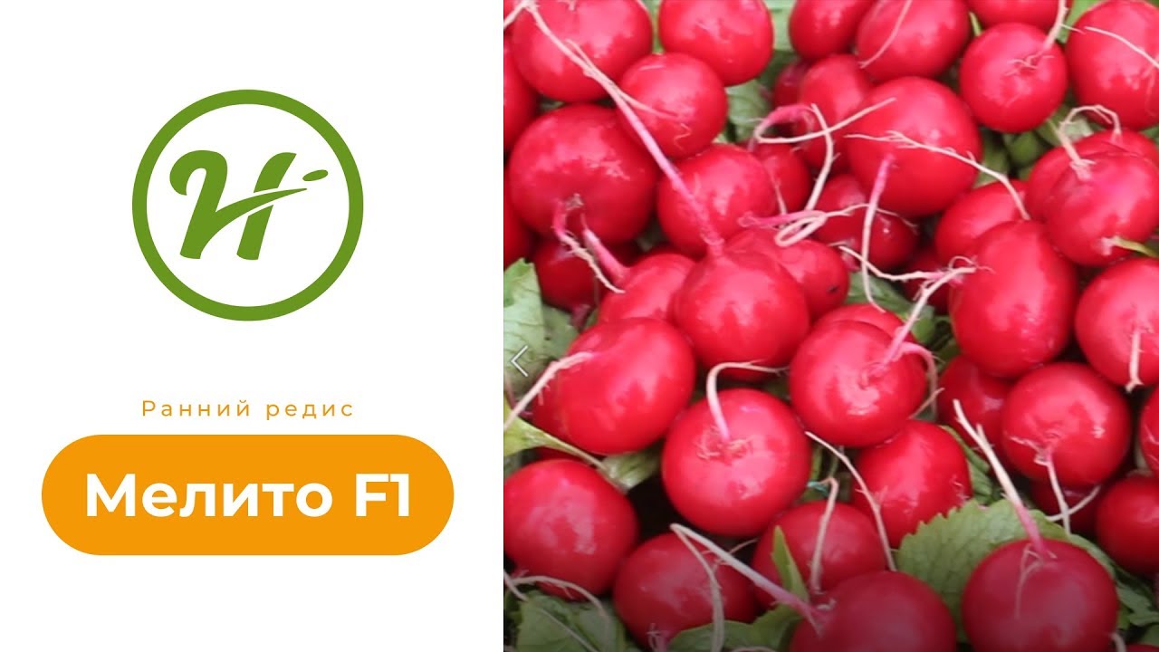 Ранний редис Мелито F1