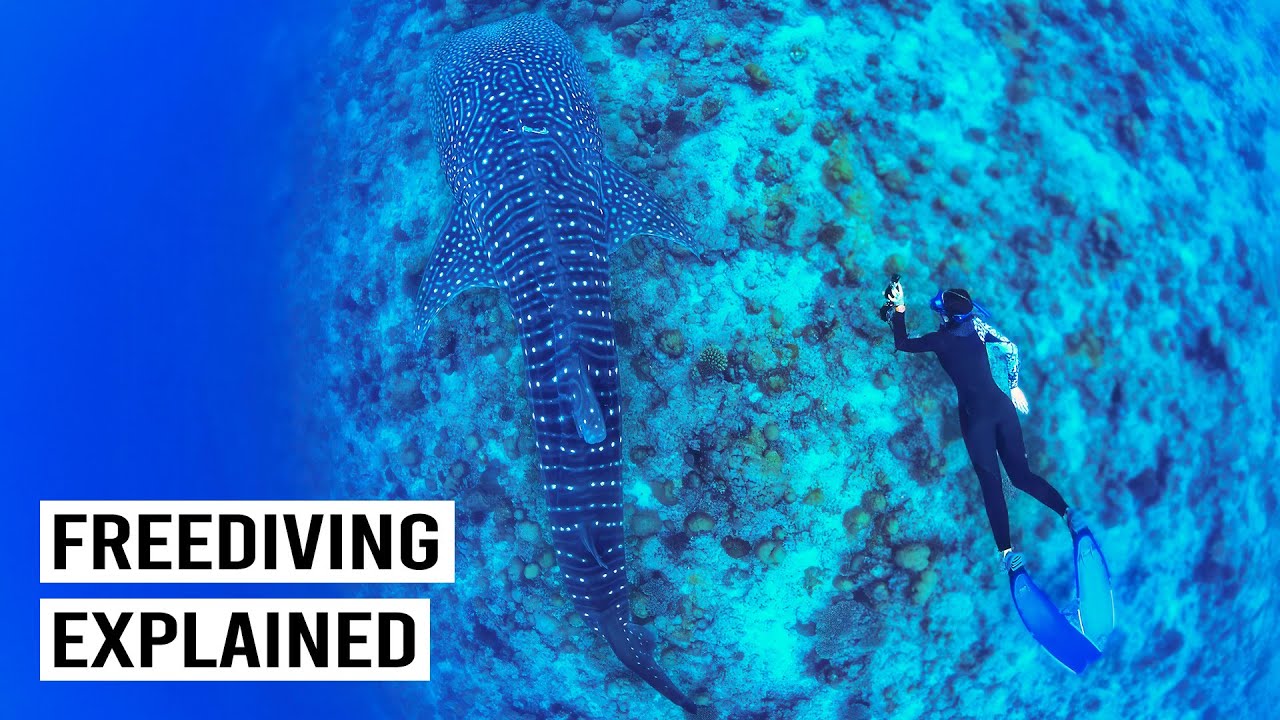 Freediving Explained: Co-Existing With Sea Giants