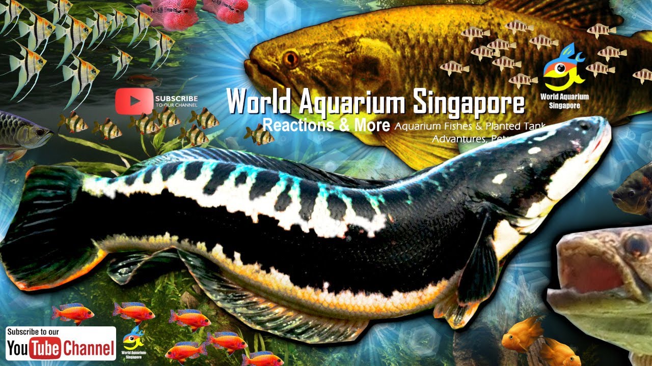 Wolf Fish VS Snakehead Fish & World of Wolf Fish