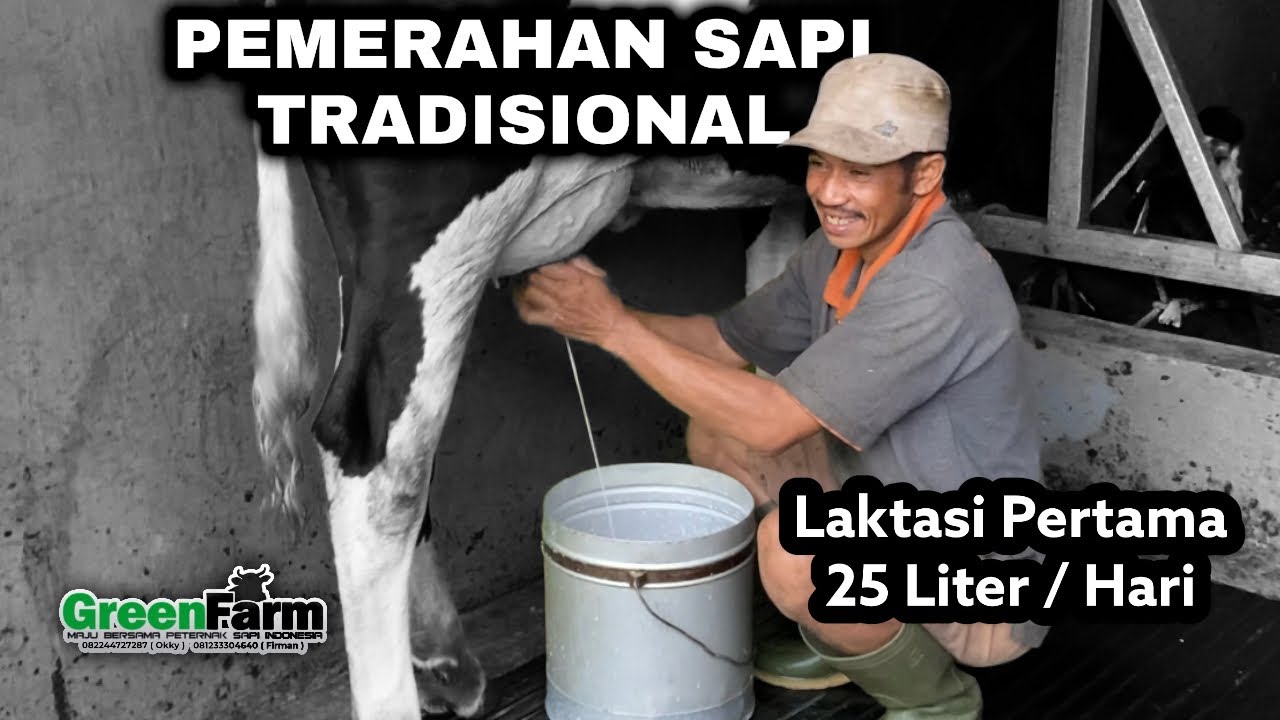 SAPI PERAH PRODUKSI 25 LITER LAKTASI PERTAMA ❓❓❓ MUDAH BANGET , BEGINI PAKANYA 🐄🐄🐄