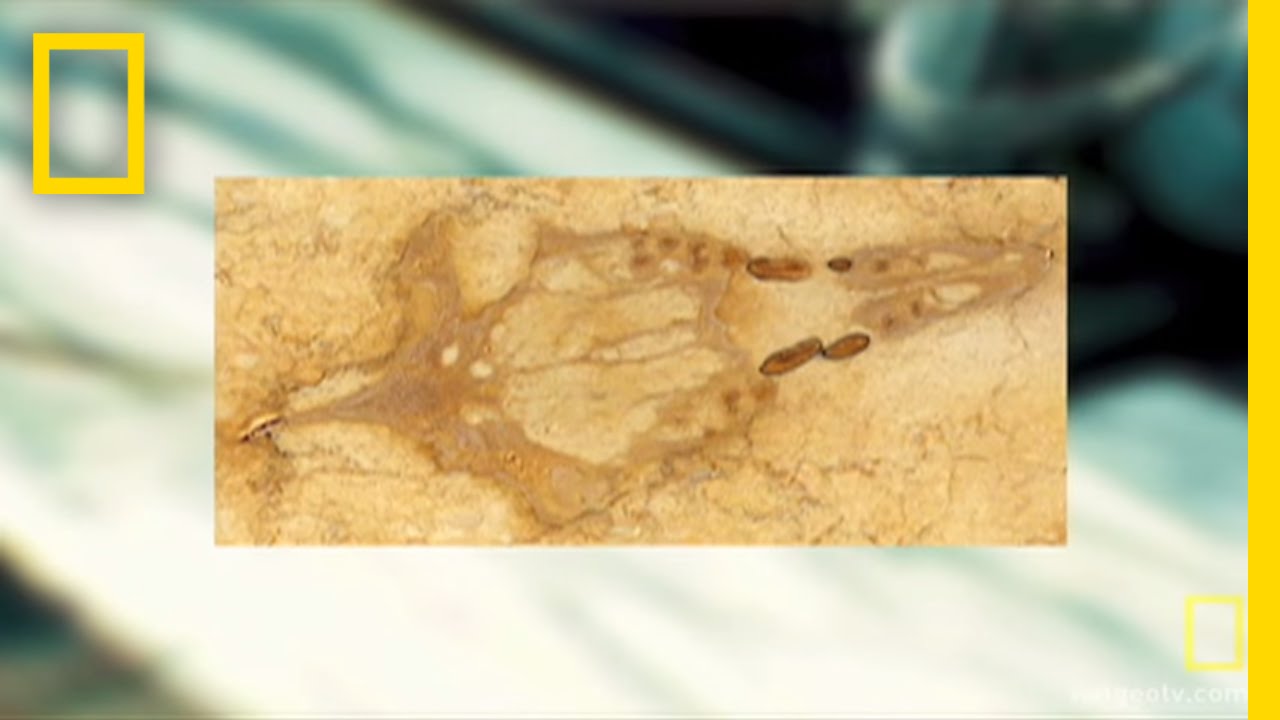 Fossil Found in Kitchen Counter | National Geographic