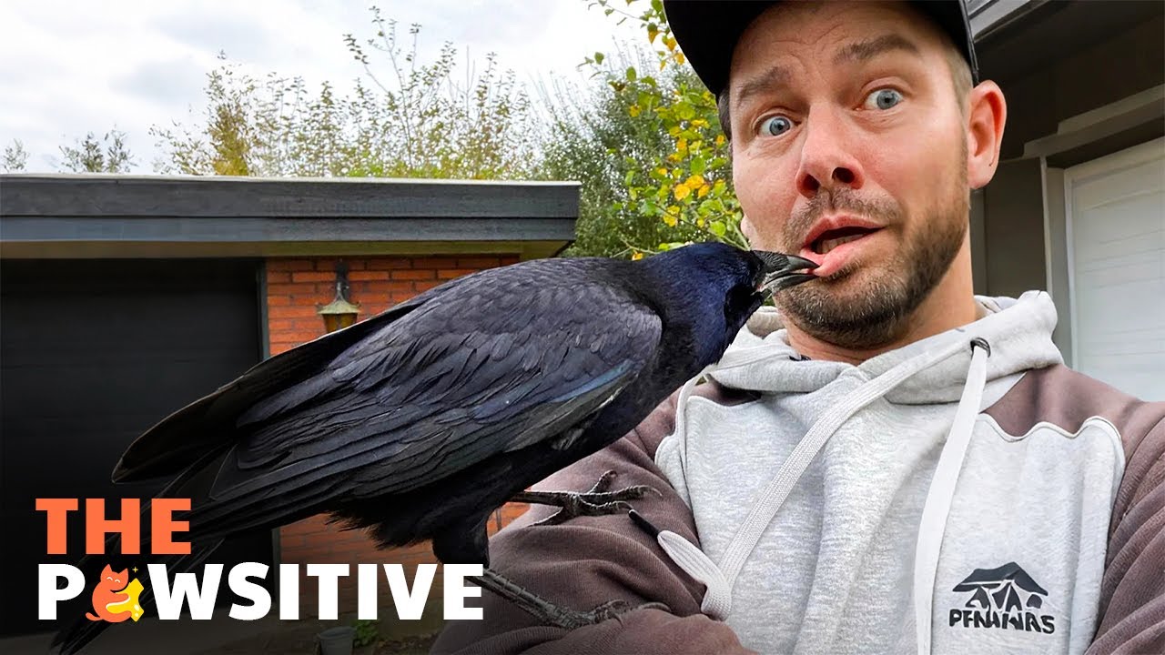 Klaus the Crow: A Friendship Like No Other 💖 | The Pawsitive