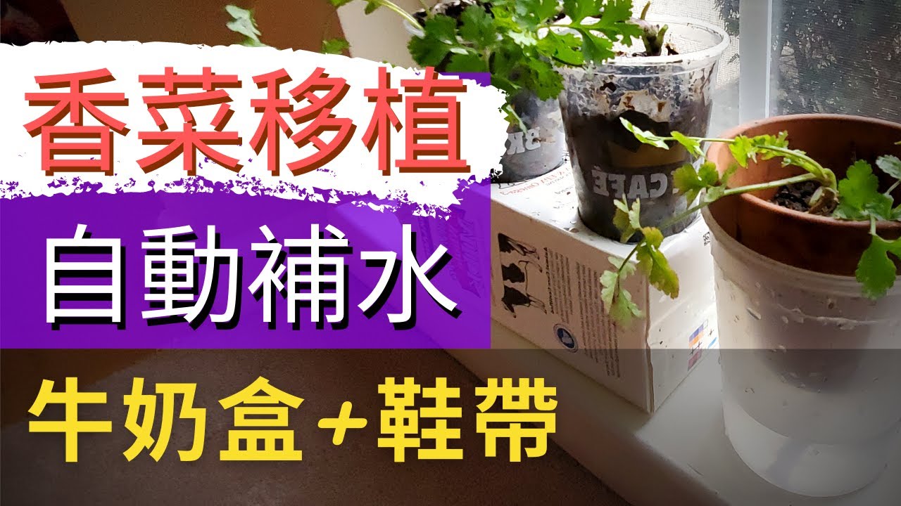 【廢物利用種菜法】香菜移植【回收牛奶盒+塑膠杯+自動補水】【懶人種菜法】一步步介紹如何廢物利用牛奶盒, 塑膠杯和鞋帶來種菜【簡單香草盆栽】室內種菜+隨吃隨摘+室內盆栽+陽台種菜+小家庭種菜