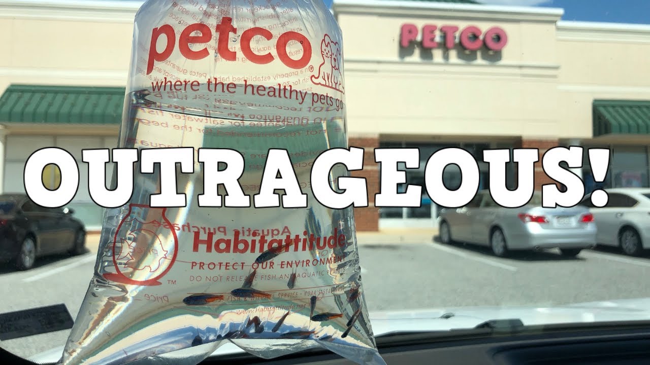 Вы не поверите, что сделала Petco! Это возмутительно! Они продали мне рыбу! Абсолютно кликбейтный...
