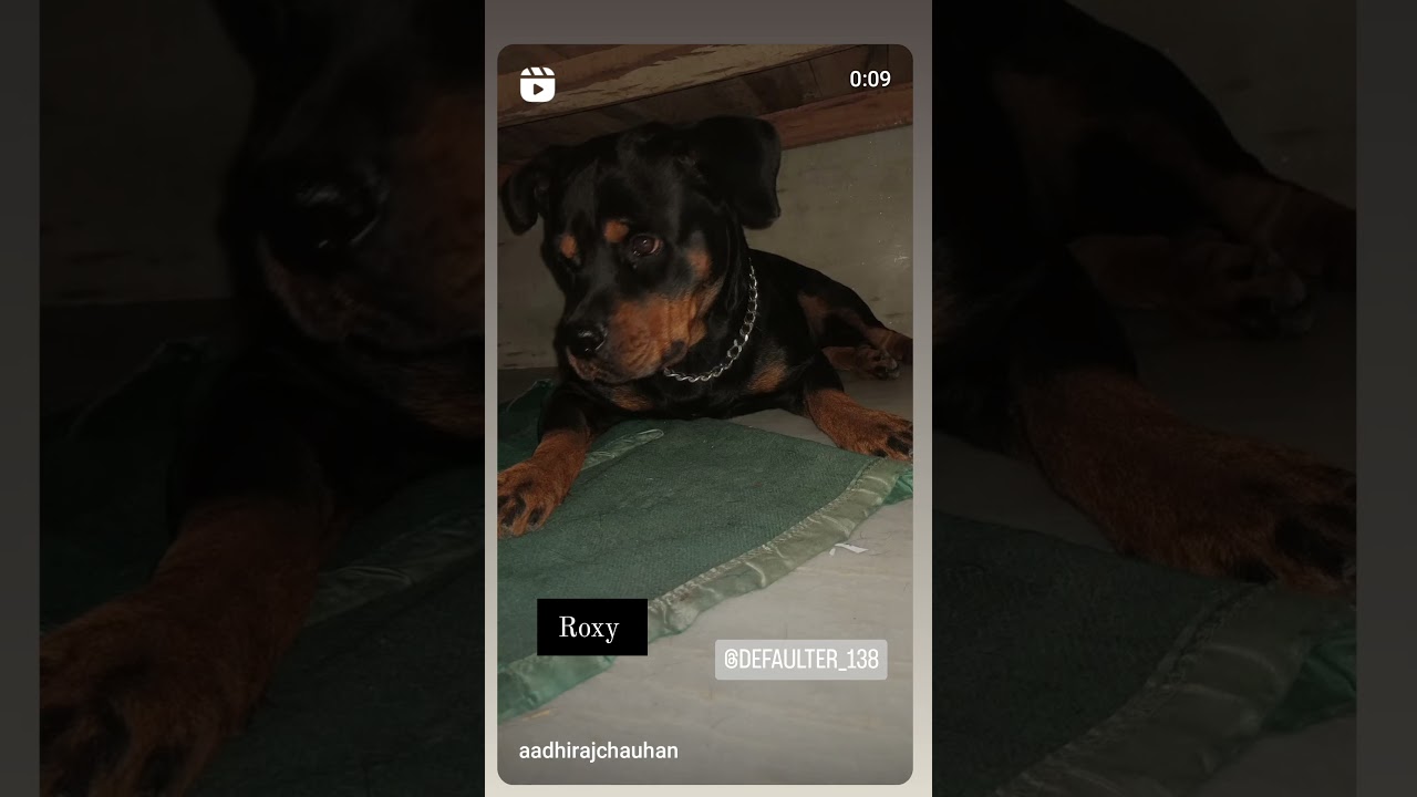 👑#4kwatchhours #doglover #labrador #4hourswatchtime #rottweilerdoglovers #viralshort #pets