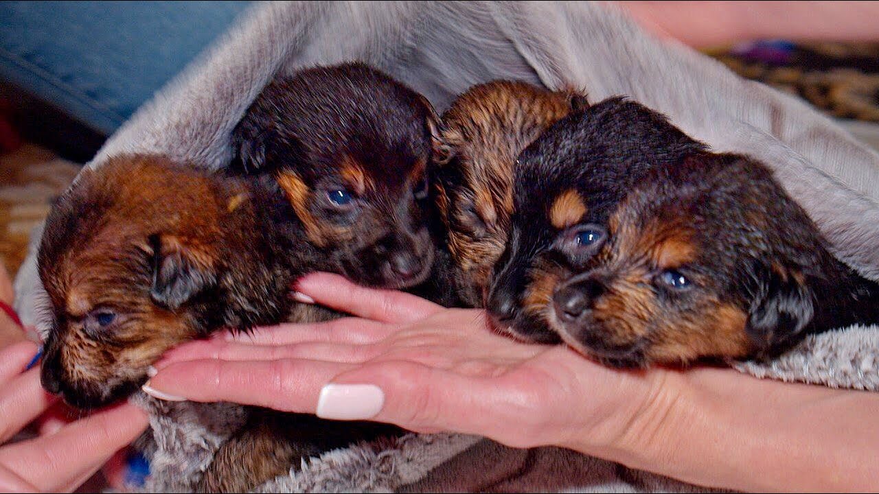 12 Newborn Puppies Lost their Mom    Rescued just in Time