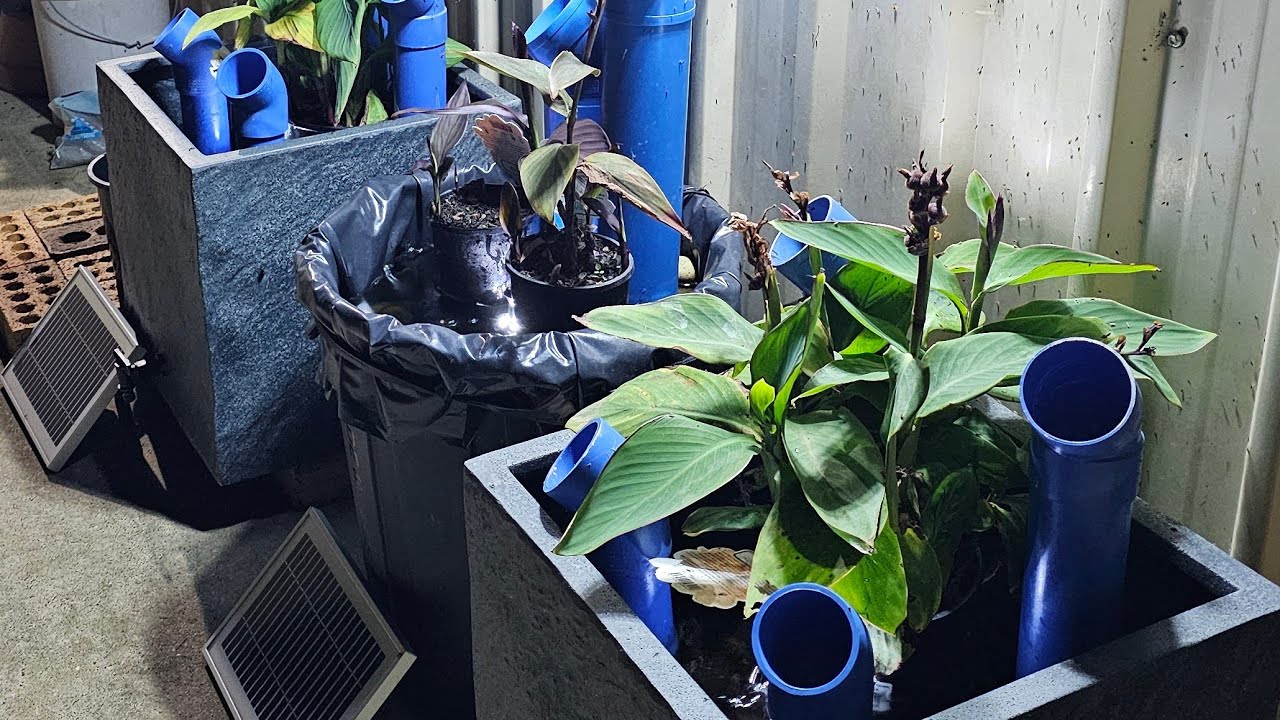 Backyard Frogs and Frog Hotels (Finale - Dec 2025) 🐸🏨