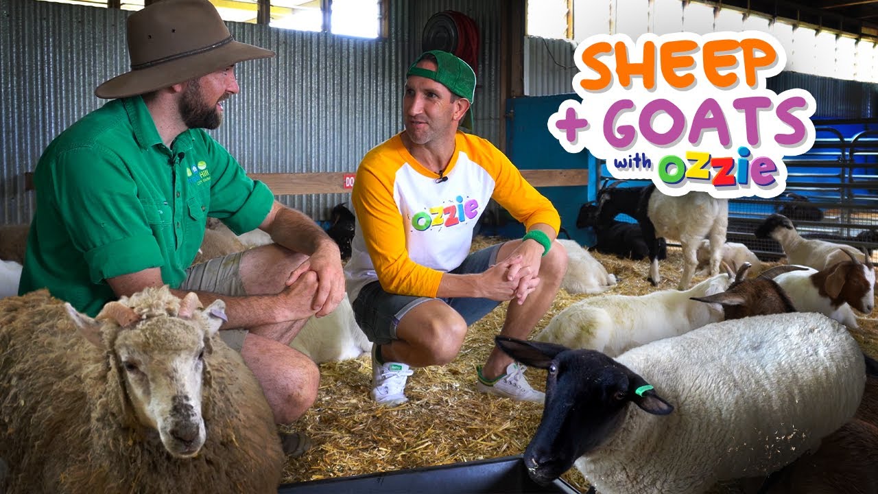 Learn About Farm Animals for Kids | Sheep, Goats and Cattle Dogs with Ozzie