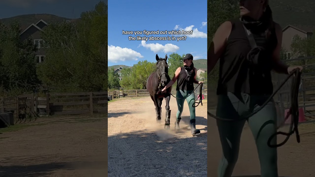 Spot the lameness! #horse #equestrianjourney #horsevideo #equestrian #horsegirl #lameness #ottb