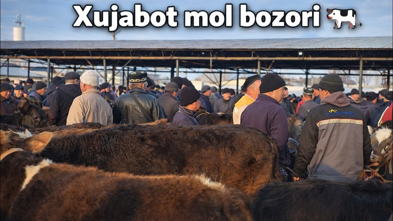 Xujabot Mol Bozori Narxlari Boqma Buqalar Va Kuchat Buqalar Va Xunajinlar Narxlari 28 02 2026