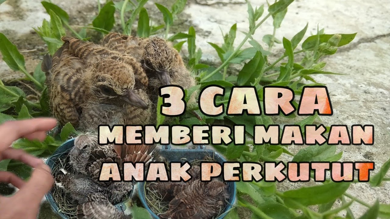 3 Cara Mudah Meloloh / Memberi Makan Anak Burung Perkutut