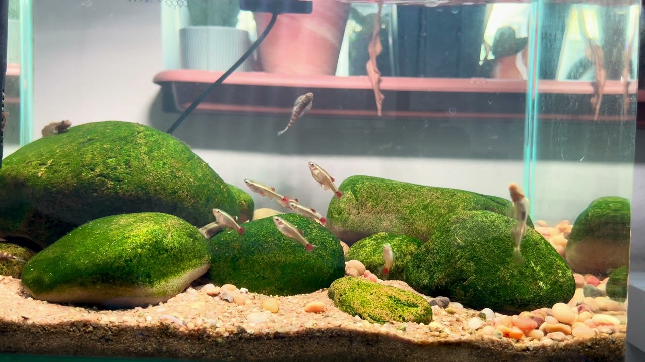 35cm Hillstream Aquarium