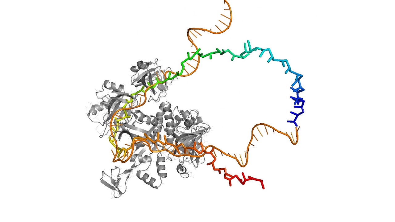 Sliding of single-stranded DNA long RPA protein
