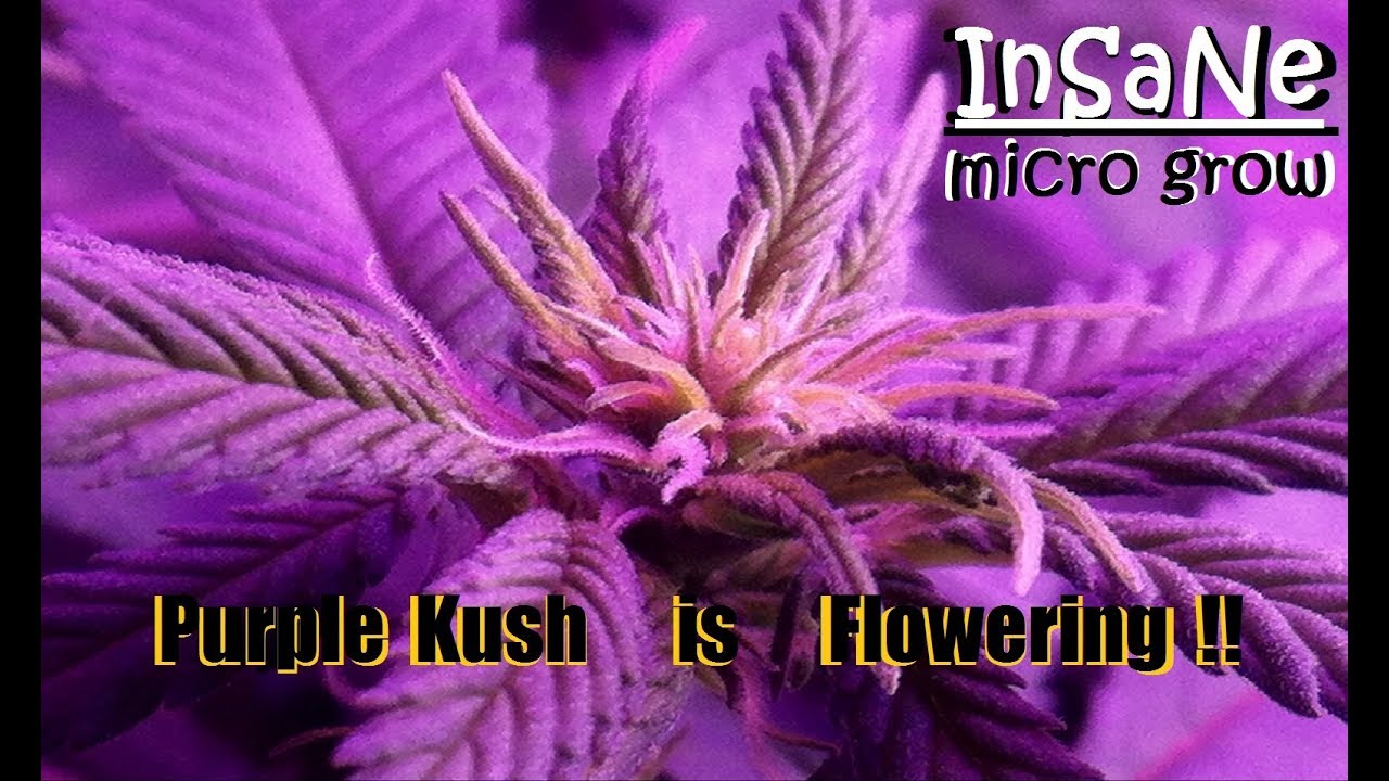 INSANE MicroGrow!! - Purple Kush is Flowering!! - Week 12 - Dr.Pedder's Garden of Weeden