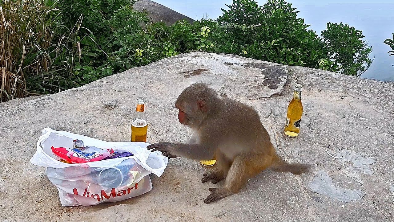 MONKEY MOUNTAIN - DA NANG, VIETNAM