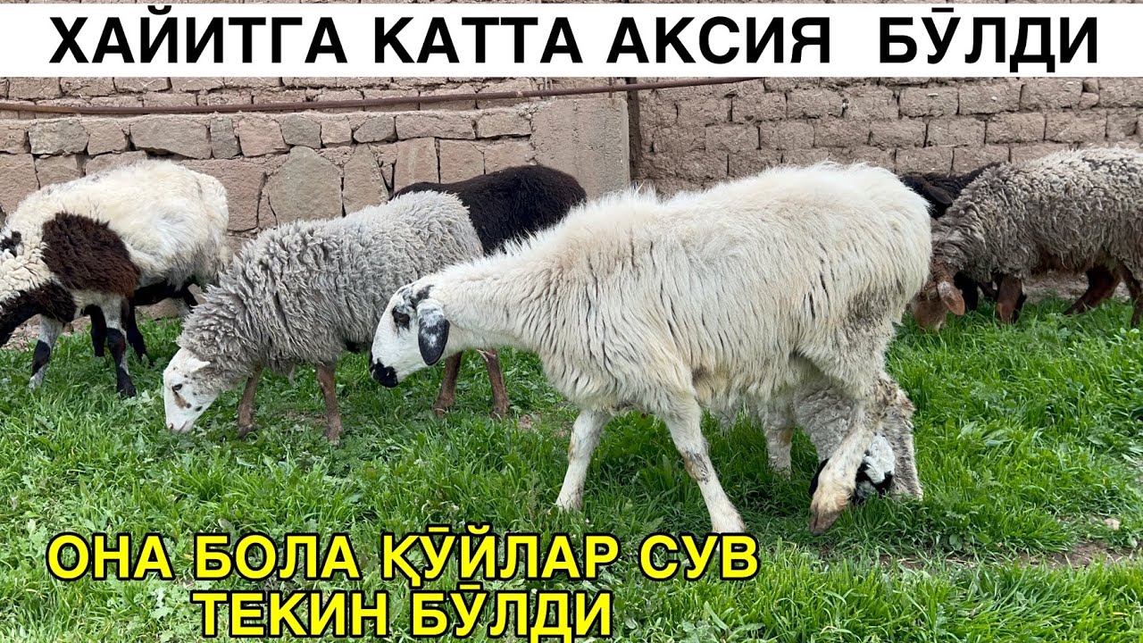 БАЙРАМГА АКСИЯ. ☎️+998887183737