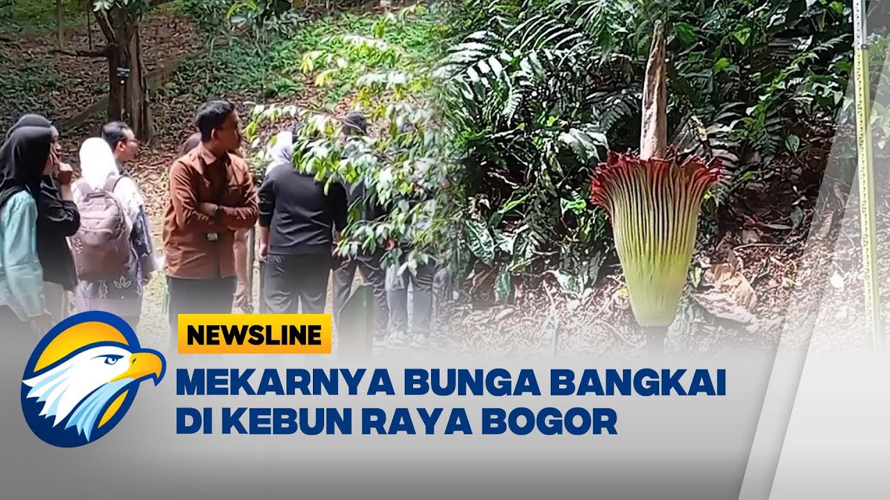 Bunga Bangkai Raksasa Mekar di Kebun Raya Bogor! | Momen Langka yang Mengagumkan - [Newsline]