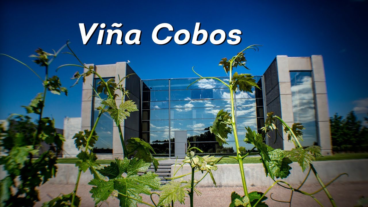 Vinha Cobos: Excelência e Qualidade...