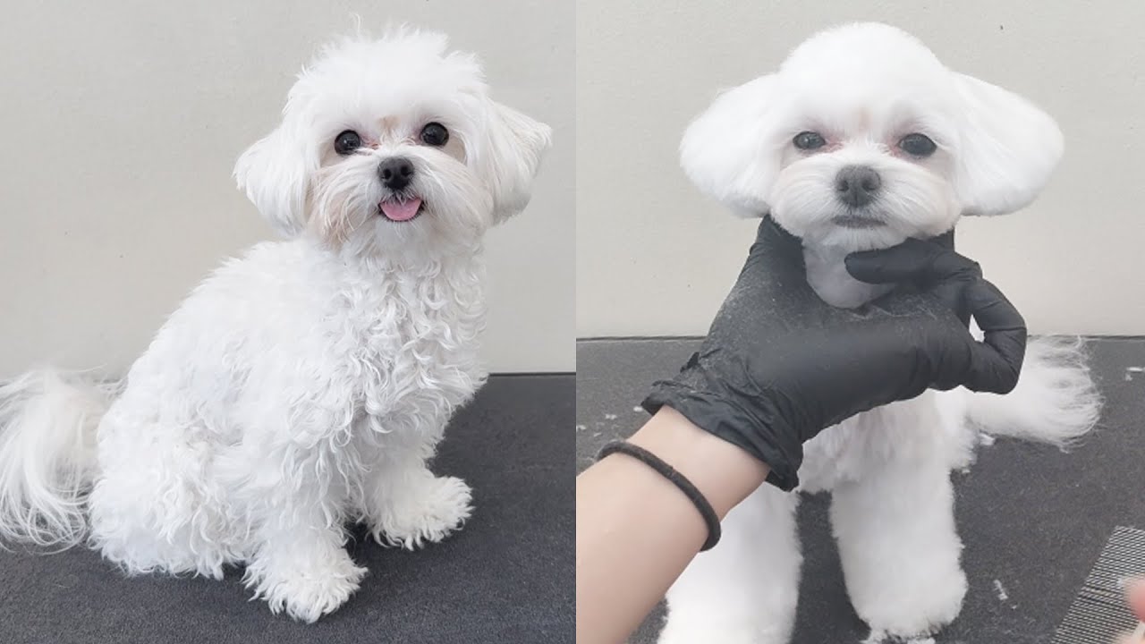 말티즈 알머리컷 강아지 미용 / Puppy grooming