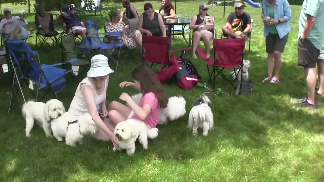 Cotons de Tulear Michigan Meetup 2022