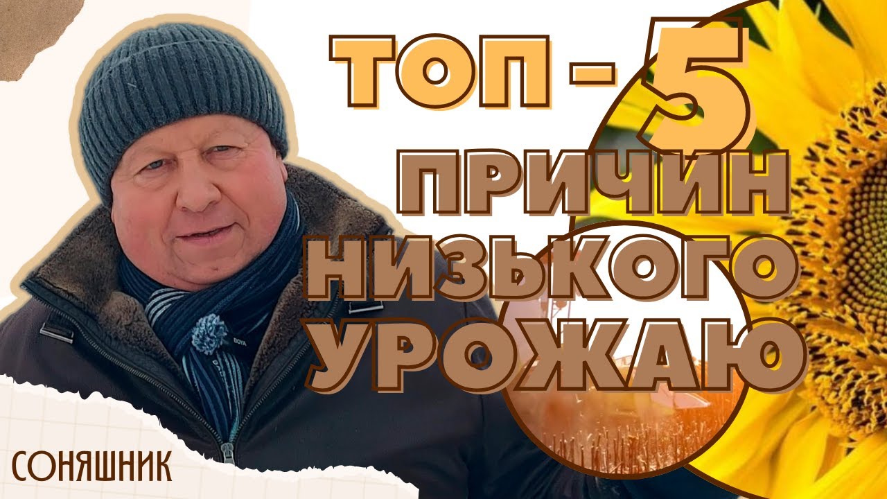 СОНЯШНИК | ТОП - 5 ПРИЧИН низького урожаю