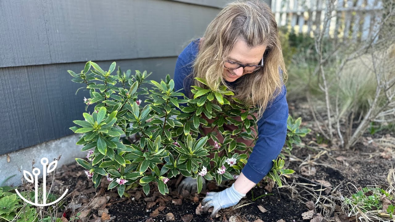 Spring Garden Cleanup | Getting My Perennials Ready to Thrive! 🌸🪴💕