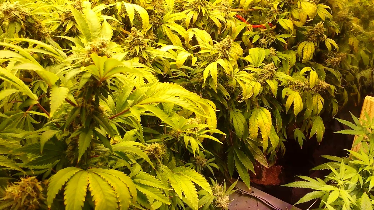 Week 7 / Wk2 Peyote Critical - LSD - Barney's Farms July 28 Eds Garden