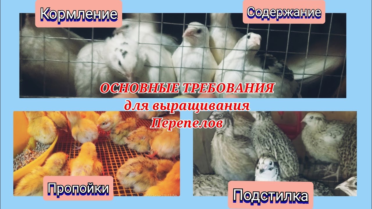 Советы начинающим перепеловодам.Содержание перепелов с 1 дня!