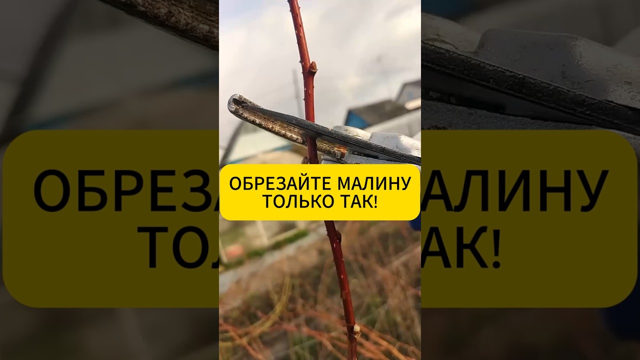 Эта осенняя обрезка малины увеличит её урожайность!#дача #огород #лайфхак  #малина #обрезка