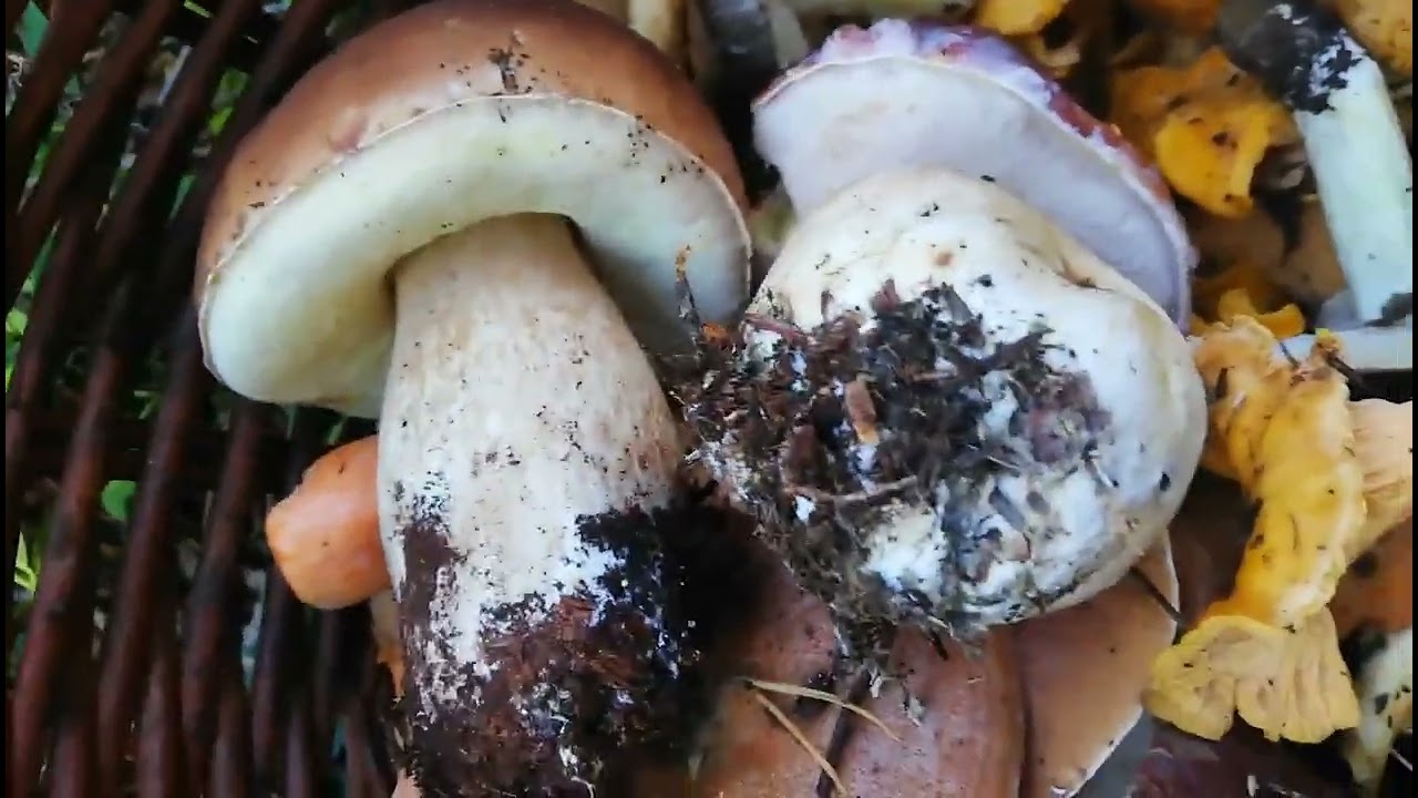 Las setas de otoño con eric