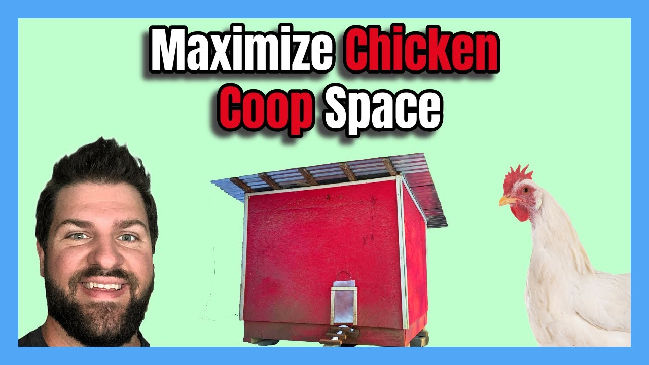 Space-Efficient & Low-Maintenance Chicken Coop for 12-18 Hens Design Tour