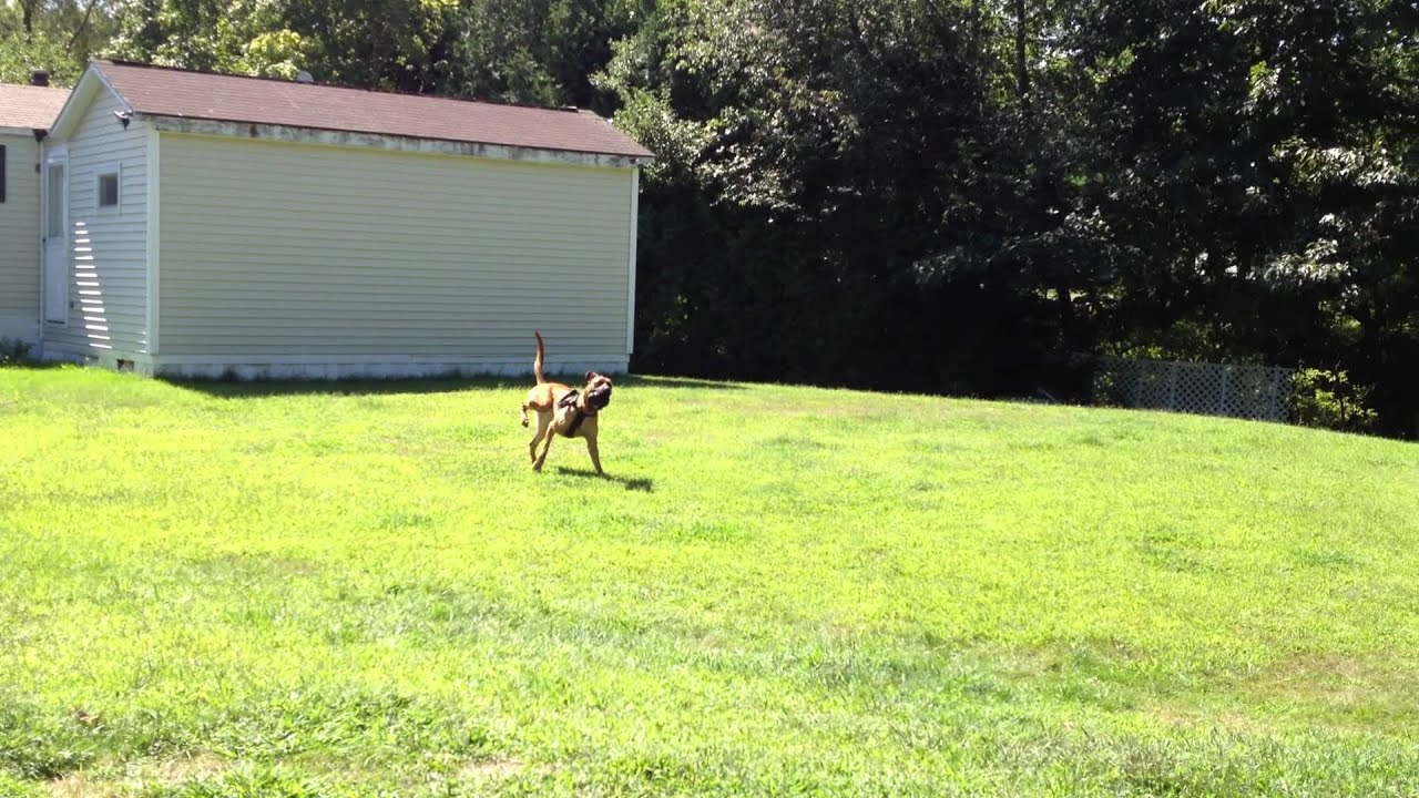 Cerebellar hypoplasia canine