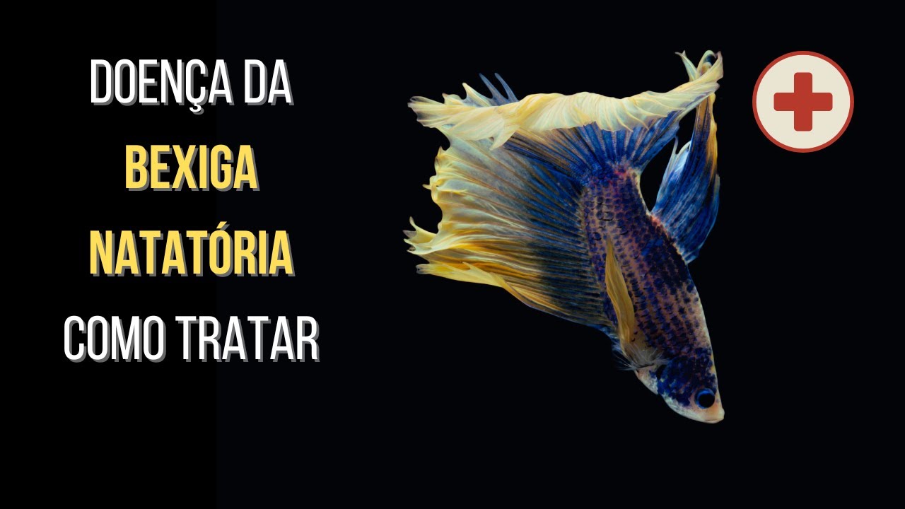 Peixe Betta: Doença da Bexiga Natatória (Tratando a Doença Passo a Passo)