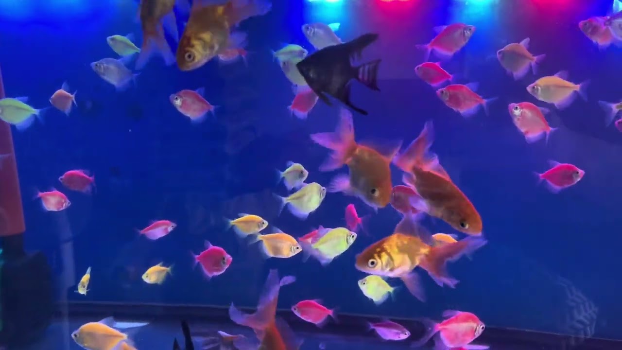 Glo Tetra Fish