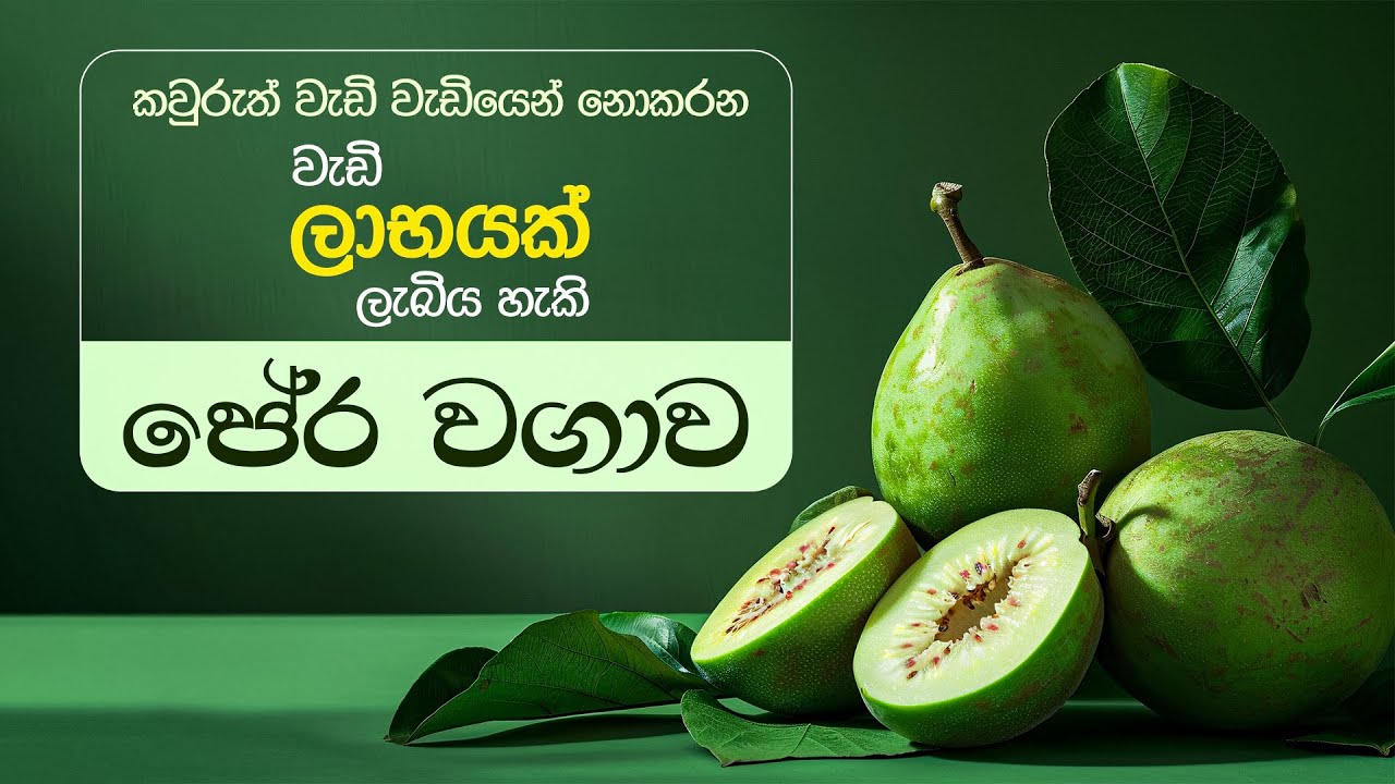 ඉහළ ආදායමක් ලබන්න මේ විදියට පේර හිටවන්න | පේර වගාව | Guava cultivation #guava #guavafruits #peara